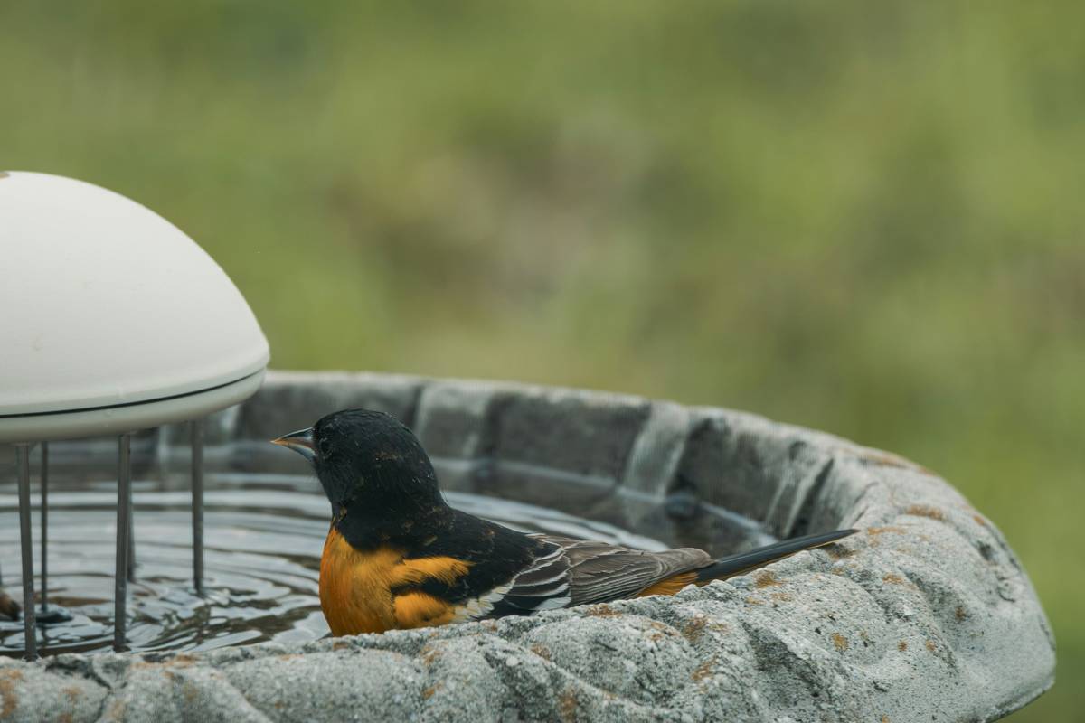 A stone birdbath with birds on it surrounded by native wildflowers and shallow, clear water